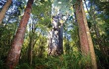 Te Matua Ngahere Walk