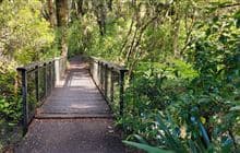Mangawhero Forest Walk