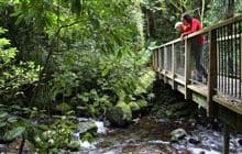 Mangakara Nature Walk