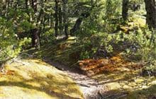 Canyon Creek Track