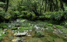 Historic Haast to Paringa Cattle Track