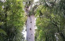 Tāne Mahuta Walk