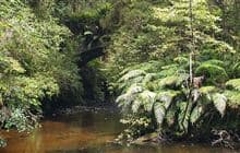 Pourakino Picnic Area Loop Track