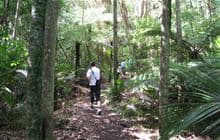 Ōkura Bush Walkway