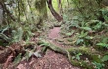 Kahikatea Walk