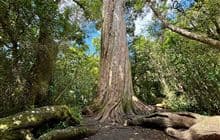 Big Tree Walk