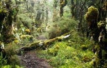 Martin's Hut/Merrivale Tramping Track