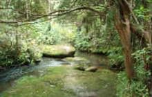 Dome Forest car park to Govan Wilson Rd, Matakana 