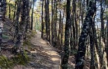 Mistletoe Track