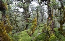 Deadmans Track