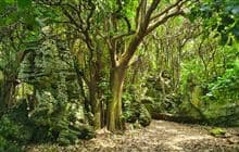 Henga Scenic Reserve Walk