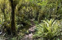 The Fern Walk
