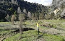 Beehive Creek Walkway