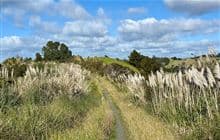 Puhoi to Remiger Road Track