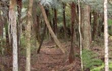 Kauri Dam Walk
