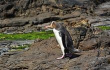 Penguin Walk