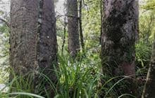 Waiotemarama Waterfall Walk