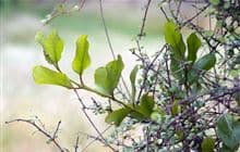 Ōkareka Mistletoe Walk