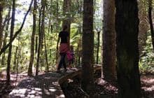Whenuakite Kauri Loop Walk