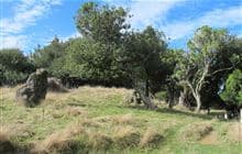 Mohi Bush Track