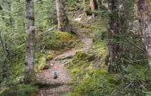 Glacier Burn Track