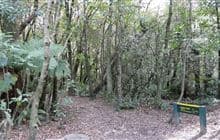 Allans Track