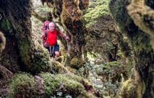 Neill Forks to Maungahuka Track