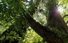 Otanewainuku Rimu Loop Walk