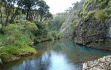 Wairakau Stream Track