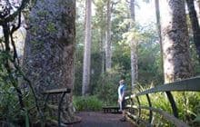 Manginangina Kauri Walk