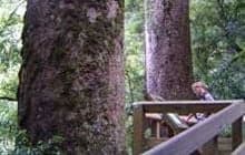 Rapurapu Kauri Track