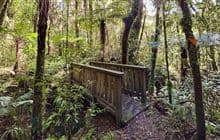 Mangaotaki Walk