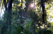 Tawa Loop Walk