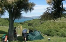 Matiu/Somes Island Campsite