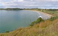 Puriri Track 