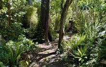 Kingswood Bush Scenic Reserve