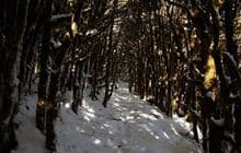 Kirwans Track