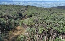 A-Frame Hut and Takapari Road Track
