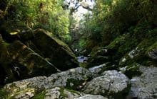 Cave Creek Memorial Track/Kotihotiho