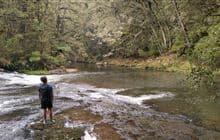 Catlins River Track