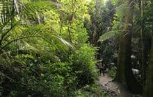 Kohekohe Walk