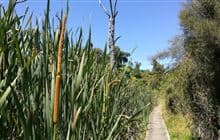 Kahikatea Walk