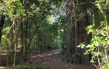 Elsthorpe Scenic Reserve Loop Track