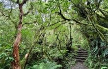 Kamahi Loop Track