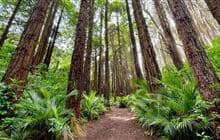 Waimoku Track