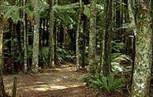 Marawaiwai Track