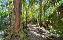 The Grove Scenic Reserve Walk
