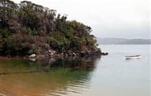 Ulva Island/Te Wharawhara walking tracks