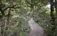 Mt Arthur Hut Walk