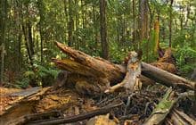 Kauri Bushman's Walk